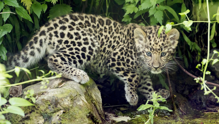 Leoparden-Zwillinge heißen Baikal und Inga