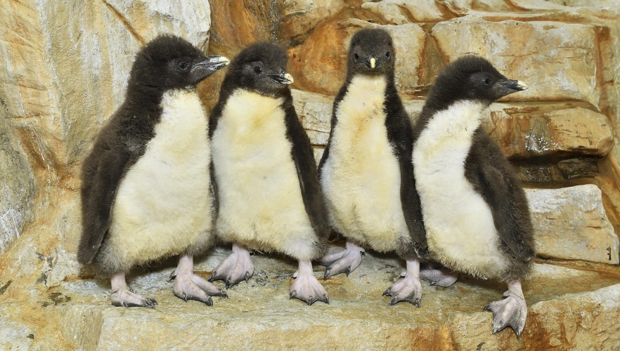Felgenpinguin-Nachwuchs
