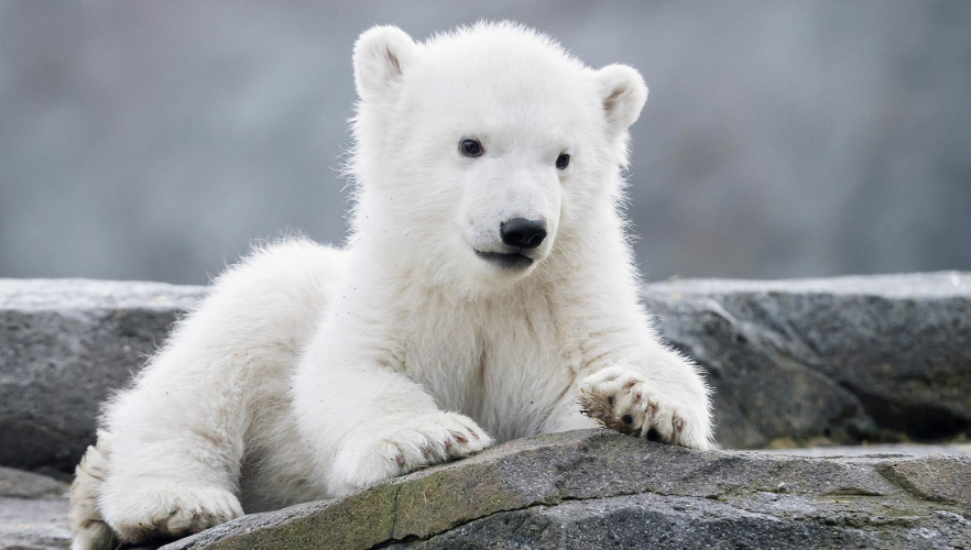 Eisbären-Jungtier ist ein Weibchen: Nun beginnt die Namenssuche!