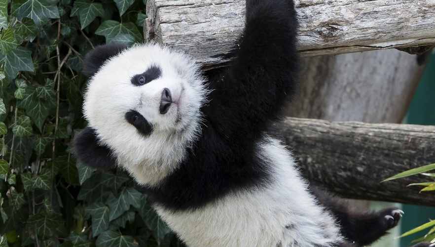 Panda-Zwillinge entdeckend Außenanlage