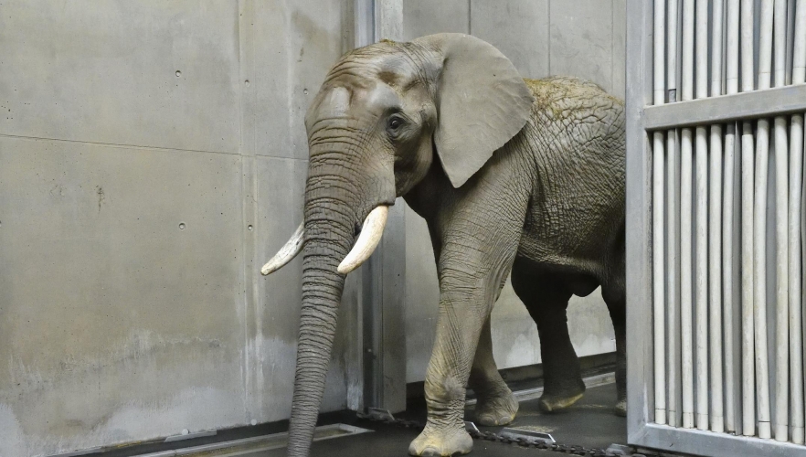 Neuer Elefantenbulle in Schönbrunn