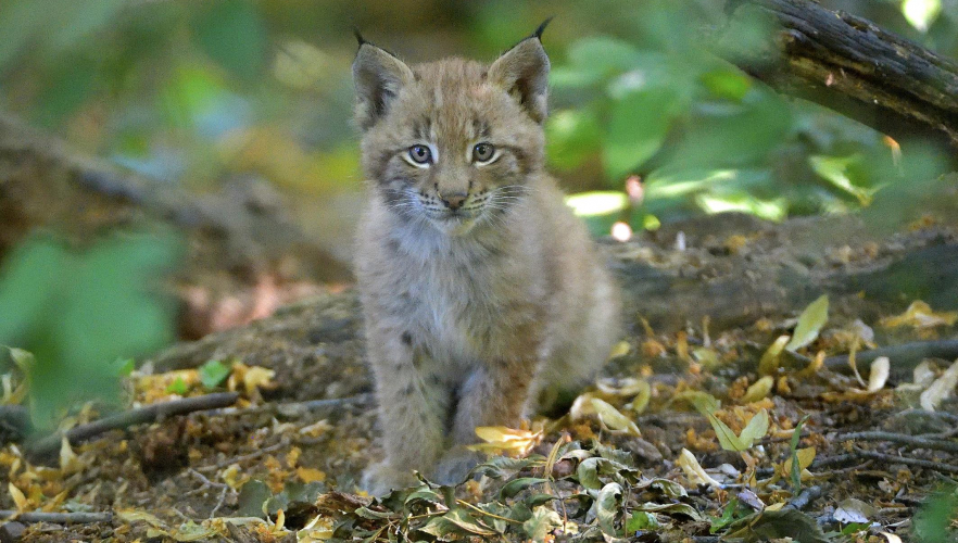 Luchs-Nachwuchs in Schönbrunn