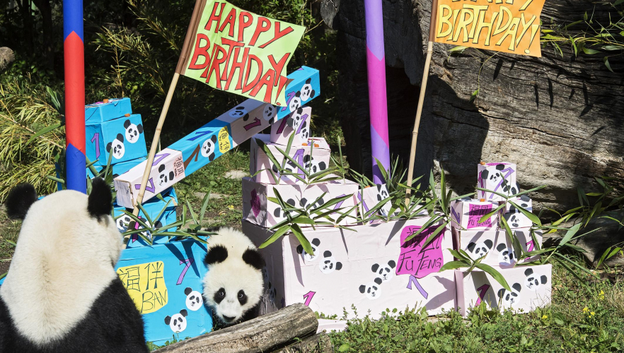 Happy Birthday Fu Fend & Fu Ban!