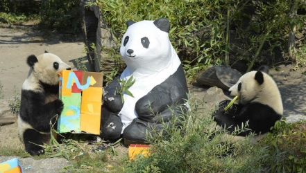 Happy Birthday Fu Bao!
