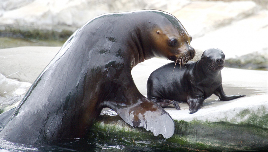 Robbennachwuchs im Tiergarten Schönbrunn