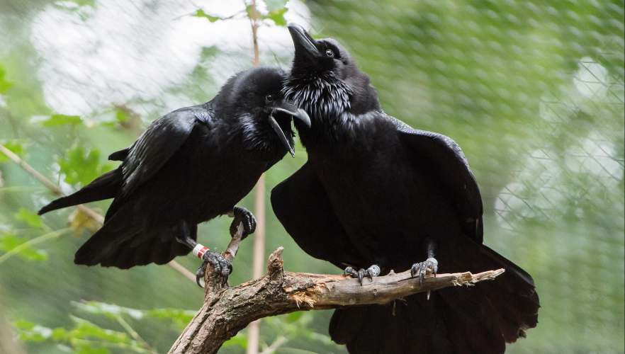 Die größten Singvögel der Welt