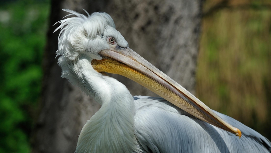 Vogelgrippe-Fall im Tiergarten