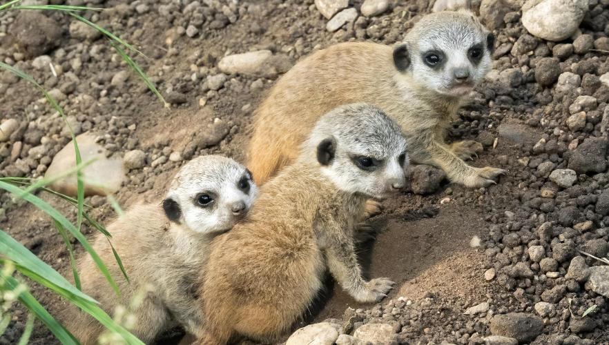 Nachwuchs bei den Erdmännchen
