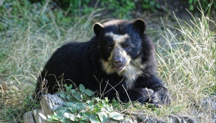 Neues Brillenbär-Weibchen