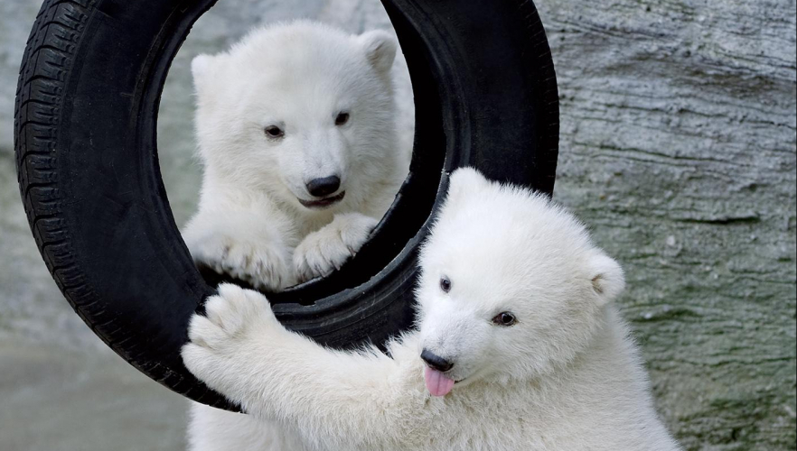 Neues Kinderbuch über Eisbären