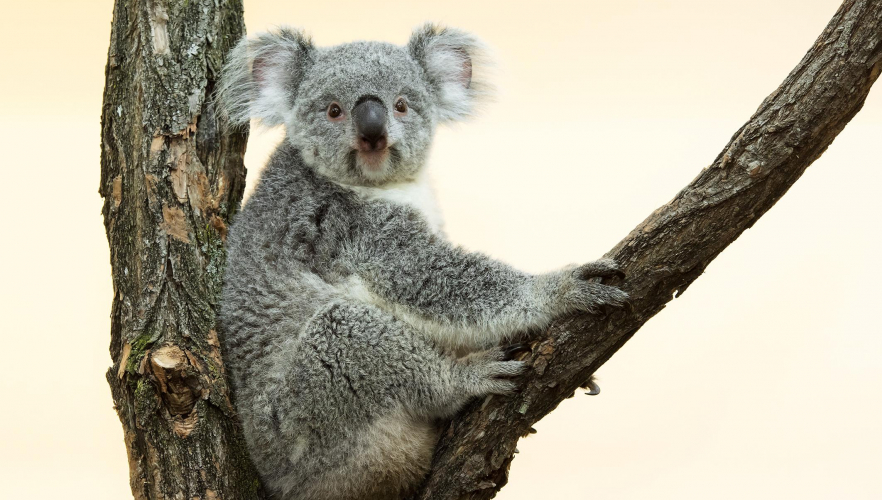 Koala-Weibchen Bunji ist da!