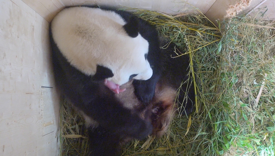 Pandanachwuchs in Schönbrunn