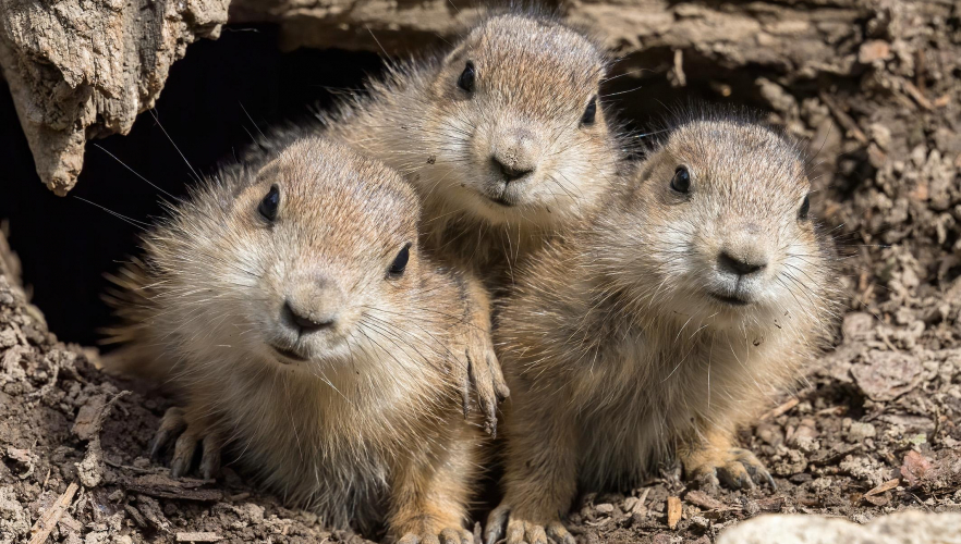 Sechsfacher Nachwuchs bei Präriehunden im Tiergarten Schönbrunn