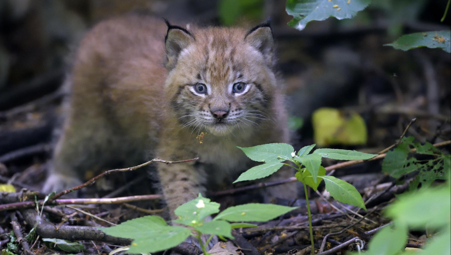 Luchs-Zwillinge geboren
