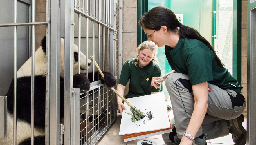 Panda-Weibchen Yang Yang malt für Buchprojekt