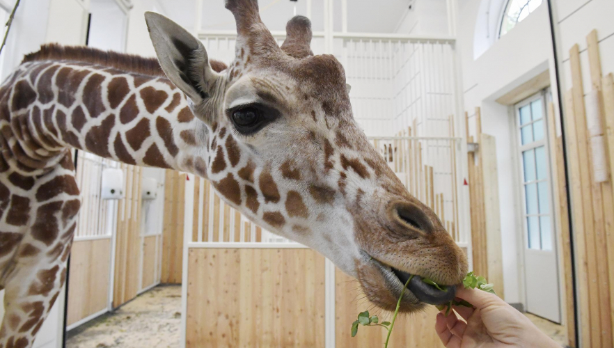Die Giraffen sind da!
