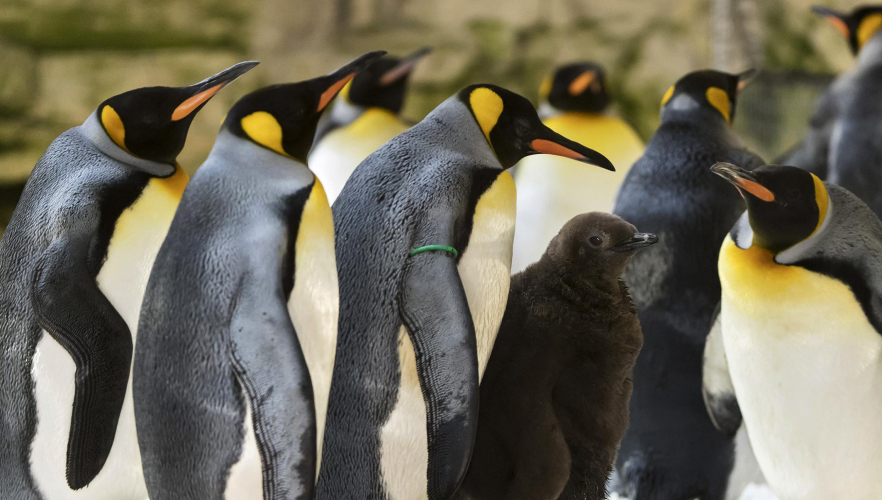 Flauschiges Pinguin-Küken