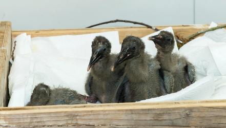 Aufzucht seltener Waldrapp-Küken