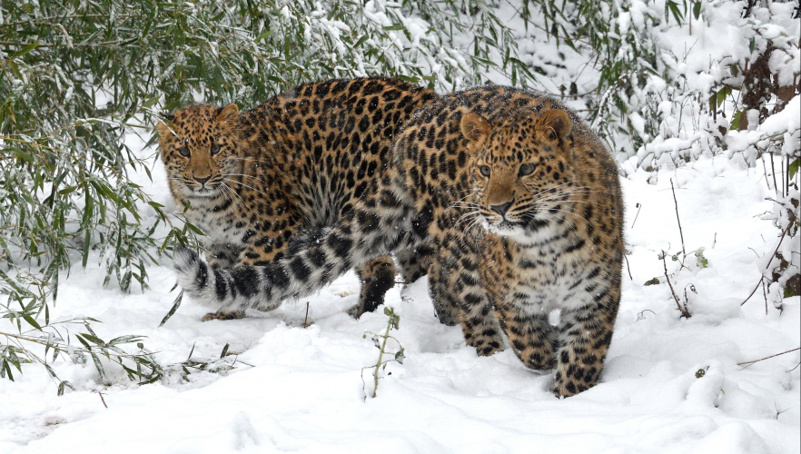 Schneespaß & Eisbad im Tiergarten Schönbrunn