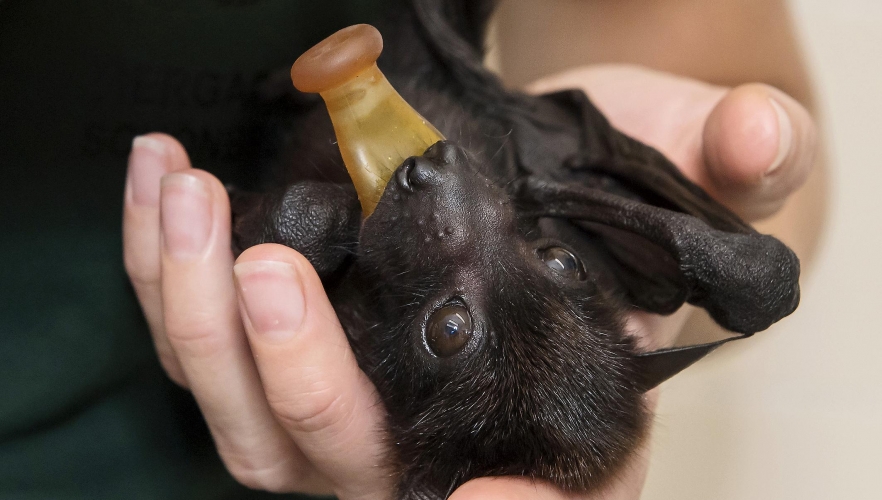 Tierpflegerin als Ersatzmutter