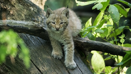 Luchs-Zwillinge auf Entdeckungstour