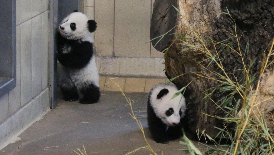 Panda-Zwillinge zeigen sich!