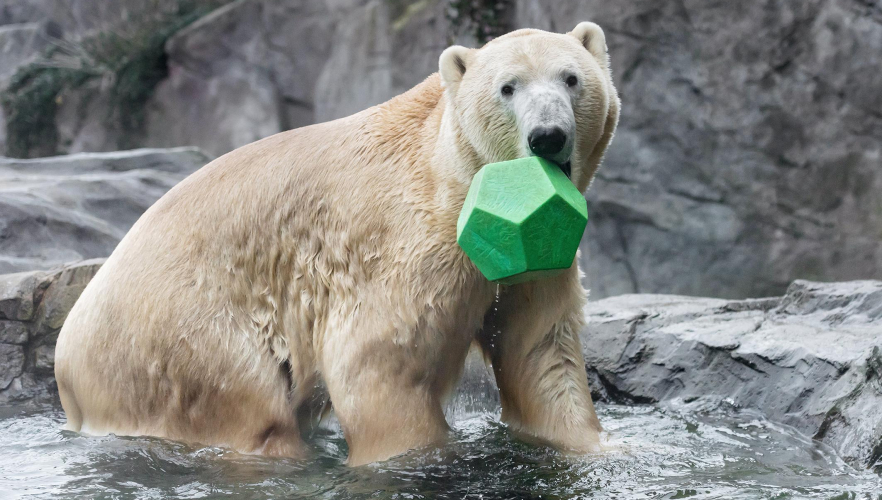 Eisbären-Jungtier macht erste Gehversuche