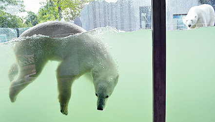 Die Eisbären sind da!