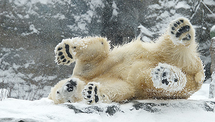 Eisbären genießen den Schnee
