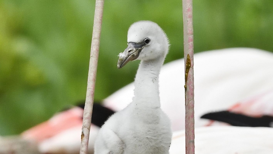 Bereits sechs Flamingos geschlüpft