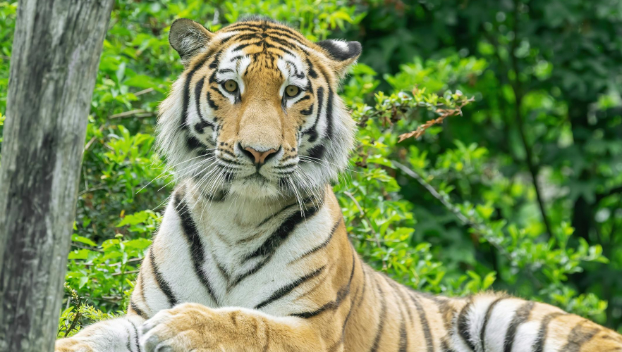 Neuer Tiger & neue Regeln im Tiergarten Schönbrunn