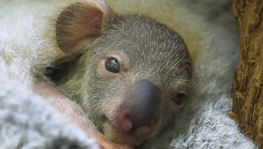 Dominic Thiem ist Pate des Koala-Jungtieres