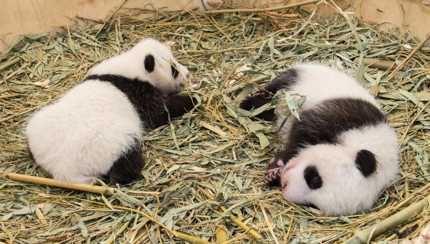 Panda Zwillinge entwickeln sich prächtig!