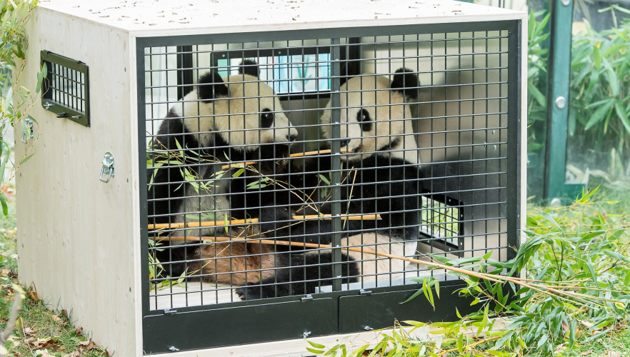 Panda-Zwillinge reisen bald nach China!