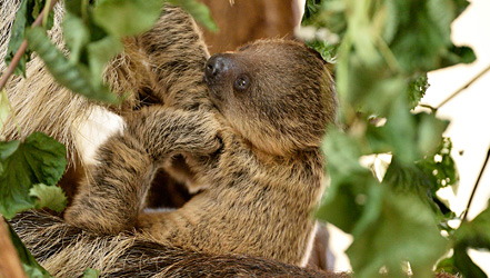 Faultier in Schönbrunn geboren