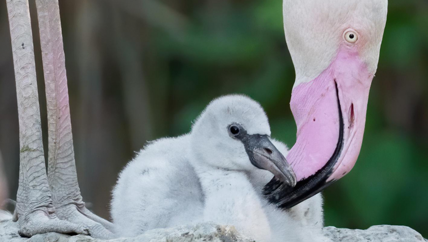 Flamingo-Küken in allen Größen
