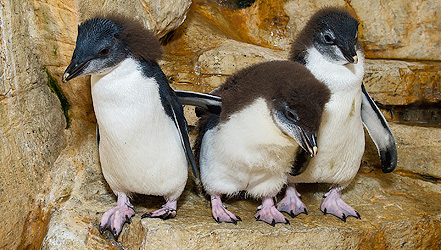 Sieben kleine Felsenpinguin-Küken