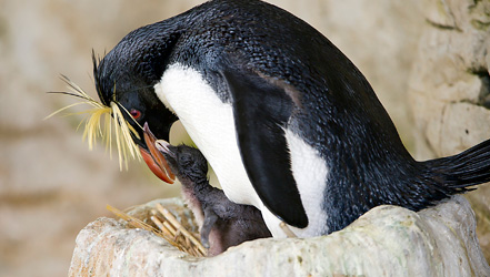 Zuchtbücher für Felgenpinguine