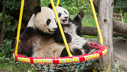 Fu Bao feiert 1. Geburtstag