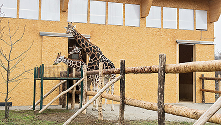 Die Giraffen im Übergangsquartier