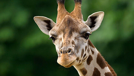 Neues Zuhause für die Giraffen