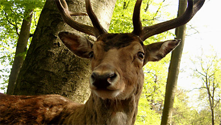 Wild richtig braten