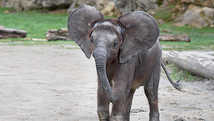 Elefant Iqhwa feiert 1. Geburtstag!