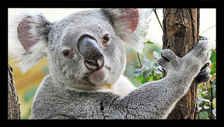 Koala-Männchen Bilyarra eingeschläfert!