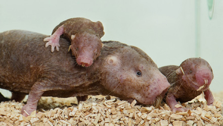 Erstmals Nacktmull-Babys im Wüstenhaus
