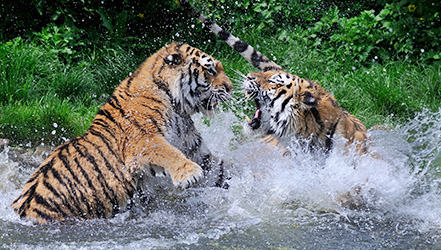 Fischeis und Badespaß im Tiergarten