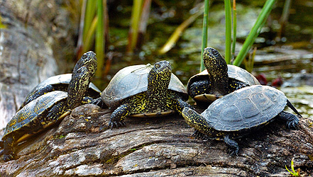 Sumpfschildkröte ist Reptil des Jahres