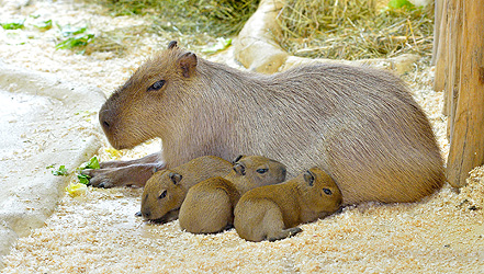 Nachwuchs bei Familie Wasserschwein