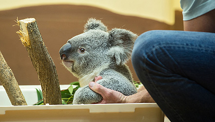 Koala-Männchen nach Schönbrunn übersiedelt!