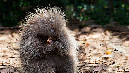 Zootiere genießen den Herbst